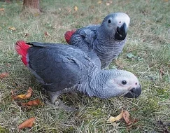 Žako kongo